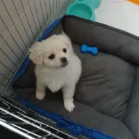 سگ اشتپیزکراس