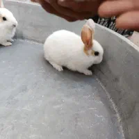 بچه خرگوش دونه 250