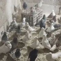 کبوتر|پرنده|گلستان (تهران), |دیوار