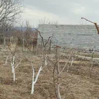 هرس وشخم پای درختان توسط دانشجوباغبانی|خدمات باغبانی و درختکاری|مشگین شهر, |دیوار