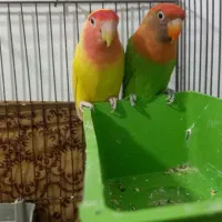 طوطی کوتوله برزیلی مولد