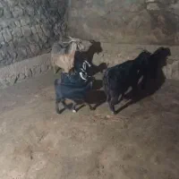 بز و بزغاله
