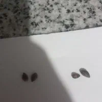 مهره