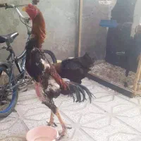 خروس اوشامو گردن لرزا ویک تیغ سفید|حیوانات مزرعه|تربت‌حیدریه, جانبازان|دیوار