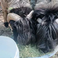 فروش شیشک تخمی|حیوانات مزرعه|رودشت (چهارمحال و بختیاری), |دیوار