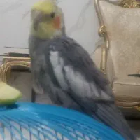 گمشده