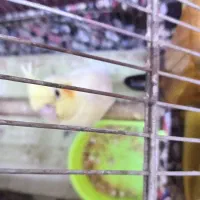 عروس هلندی لیتونیو سالم و سرحال|پرنده|بندر ماهشهر, |دیوار