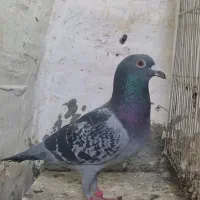 کبوتر