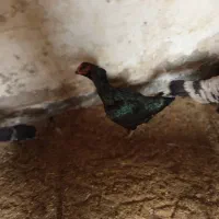 خروس و مرغ لاری