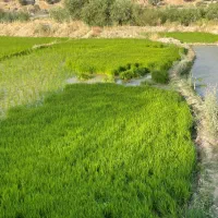 فروش تخم برنج چمپا