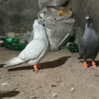 یکجفت نقره ای