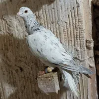 رنگی پرنده ، دم سفید ، طوقی