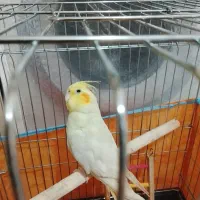 عروس هلندی نر کاملا سالم وشیطون