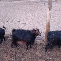 ۱۰عدد بز.روزگاری همه جوان|حیوانات مزرعه|نیاسر, |دیوار