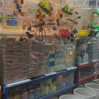 انواع پرندگان زینتی جفتی وتکی|پرنده|بابا حیدر, |دیوار