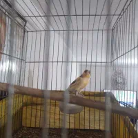 قناری (معاوضه)|پرنده|سبزوار, قصبه اب یمین|دیوار