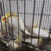 جوجه عروس سرلاکی و دونخور|پرنده|برازجان, |دیوار