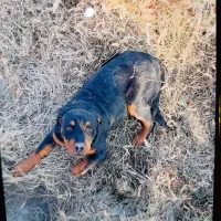 سگ روتوایلر