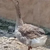 غاز محلی