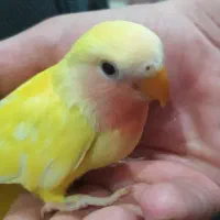 کوتوله دستی