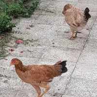 نیمچه مرغ وخروس فروشی|حیوانات مزرعه|سنگر, |دیوار