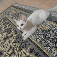 بریتیش|گربه|تهران, دولتخواه شمالی|دیوار