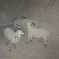 چهار عدد گوسفند نر
