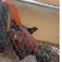 مرغ و  خروس لاری اصیل هردوتاش باهم
