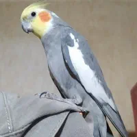 فنچ عروس هلندی