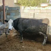 فروش گاوه شیری سمینتال درجه یک|حیوانات مزرعه|کامفیروز, |دیوار
