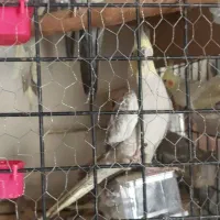 ۴ تا عروس سالم سر حال طوسی زرد طوسی قهوای کم رنگ