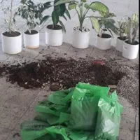 باغبانی در پردیس کرشت رودهن مهراباد|خدمات باغبانی و درختکاری|پردیس, فاز ۸|دیوار