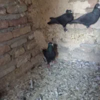 450000|پرنده|بم, |دیوار