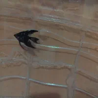 آنجل|ماهی|گرگان, |دیوار