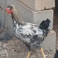 فروش خروس محلی ومرغ