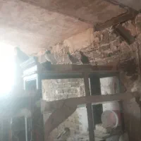 تعدادی کبوتر دم سفید پشت زردطوقی  فروشی