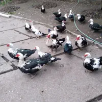 چهار اوردک نروشش ماده ویک غاز به فروش میرسد