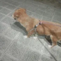 سگ آپارتمانی