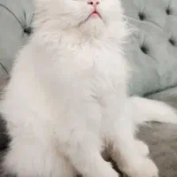 بچه گربه۶ ماهه