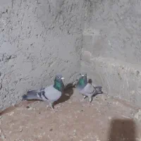 کفتر پلاکی اصلی