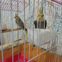 پرنده عروس|پرنده|احمدسرگوراب, |دیوار