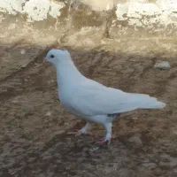 کبوتر گرفتی|پرنده|قم, شاد قلی|دیوار