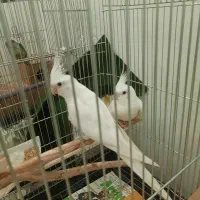 جفت عروس هلندی البینو مولد کارداده بالغ و اماده