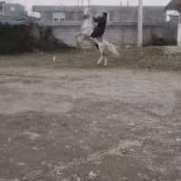 اسب نر ۸ ساله