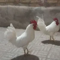 خروس محلی