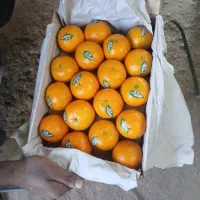 نارنگی وموز