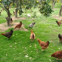 مرغ محلی گلپایگانی هشت ماهه تخم گذار|حیوانات مزرعه|دالخانی, |دیوار