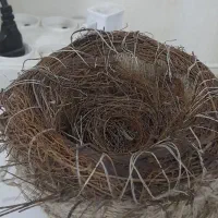 لانه|لوازم جانبی حیوانات|دهلران, |دیوار