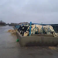 کارگر گاوداری