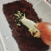 حلزون اچاتینا  البینو مولد